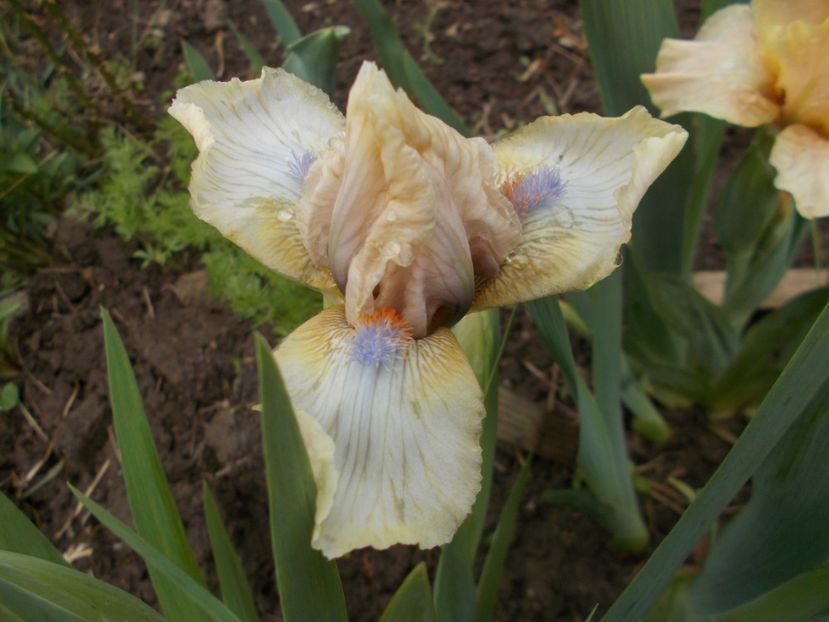  - Irisi -2019 Pumila si Barbata Nana