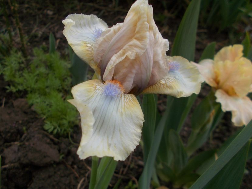  - Irisi -2019 Pumila si Barbata Nana