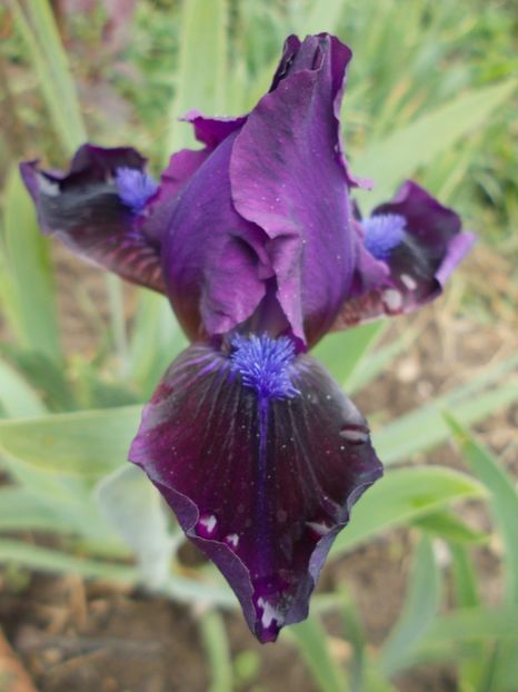  - Irisi -2019 Pumila si Barbata Nana