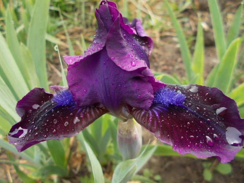  - Irisi -2019 Pumila si Barbata Nana