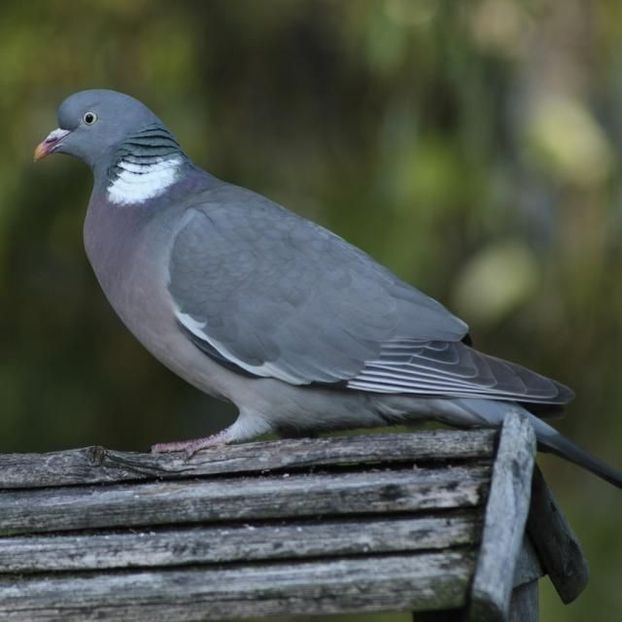  - PORUMBEI SALBATICI