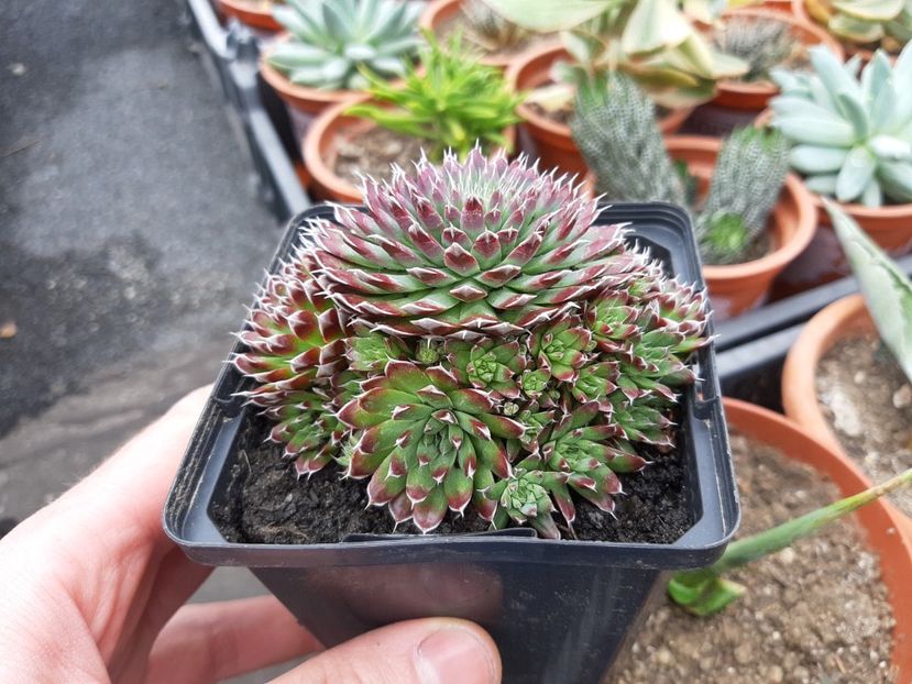  - Sempervivum - 2018 - 2020