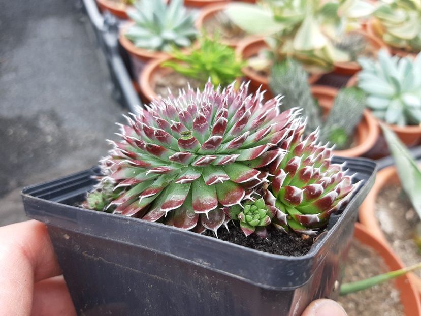  - Sempervivum - 2018 - 2020