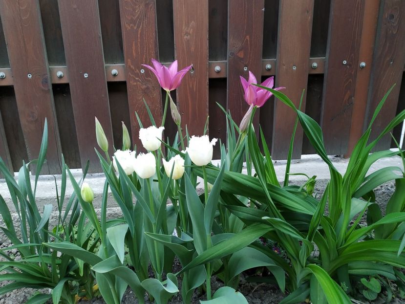  - APRILIE 2019- APRILIE 2020