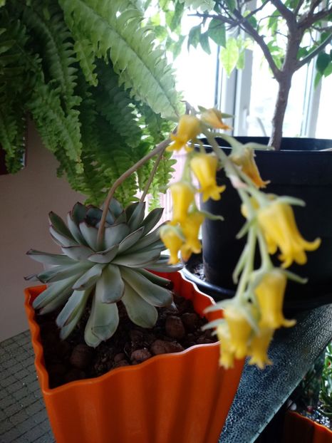  - Echeveria si alte suculente asemanatoare