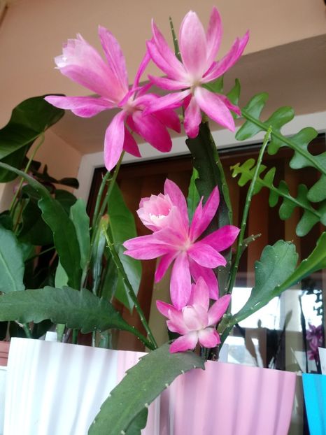  - Epiphyllum