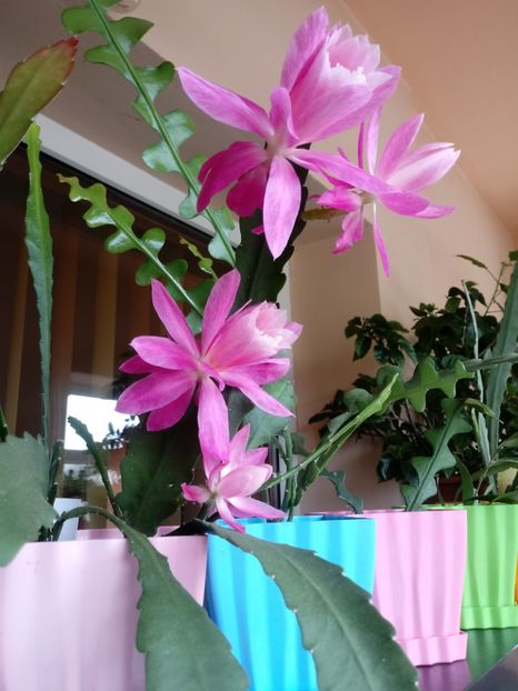  - Epiphyllum