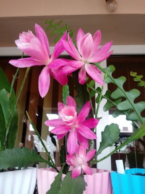  - Epiphyllum