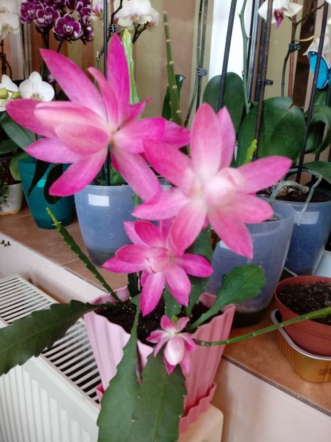  - Epiphyllum