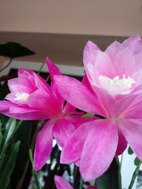  - Epiphyllum