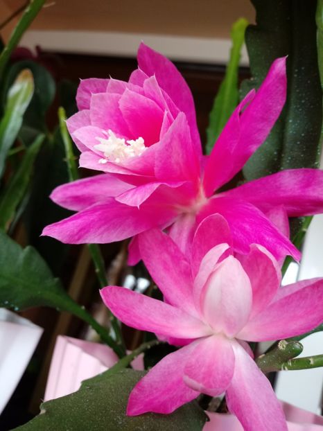  - Epiphyllum