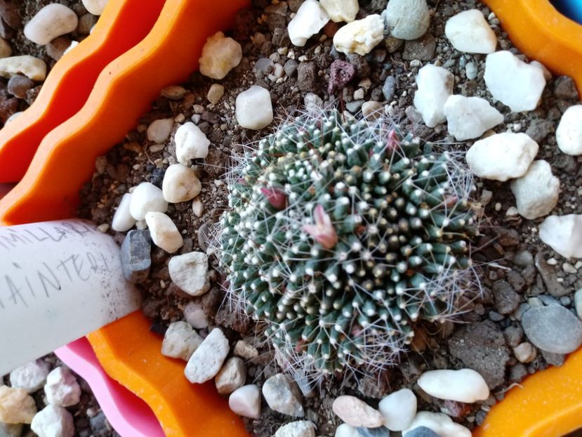  - Mammillaria