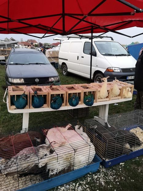 Monor 14 04 2019 - Tirguri 2019