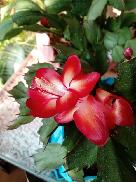  - Schlumbergera