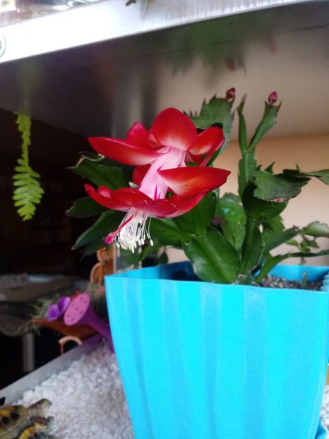  - Schlumbergera