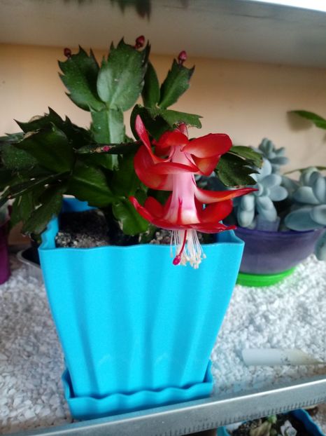  - Schlumbergera