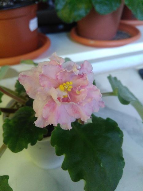 octombrie 2018 - Sunkissed Rose