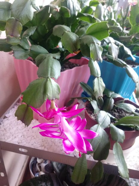  - Schlumbergera