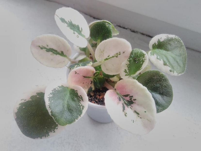 februarie 2019 pui neseparati - ZZZ____EK Moulin Rouge