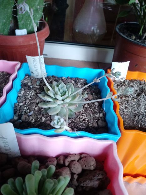  - Echeveria si alte suculente asemanatoare
