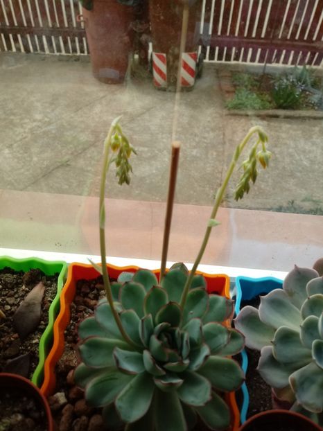  - Echeveria si alte suculente asemanatoare