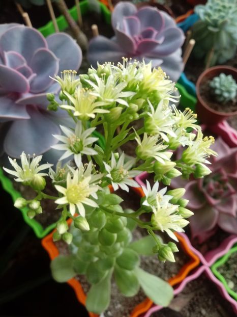  - Echeveria si alte suculente asemanatoare