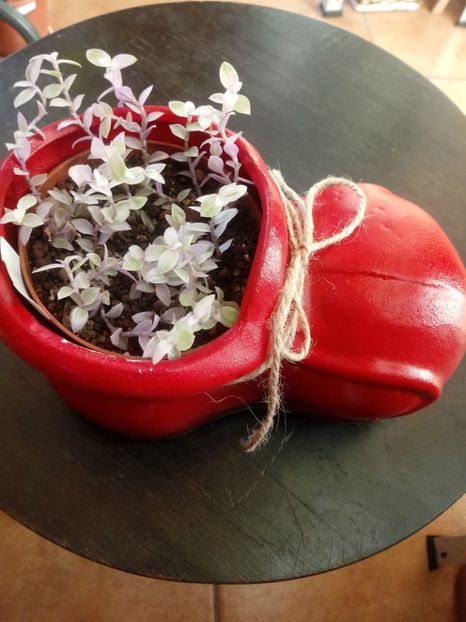  - Echeveria si alte suculente asemanatoare