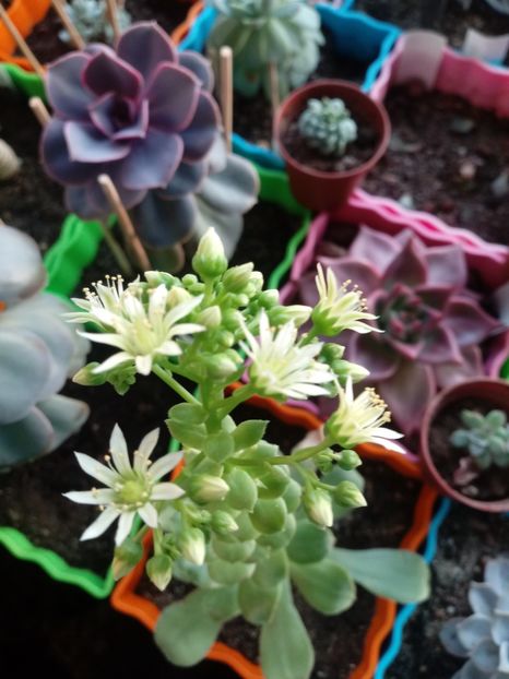  - Echeveria si alte suculente asemanatoare