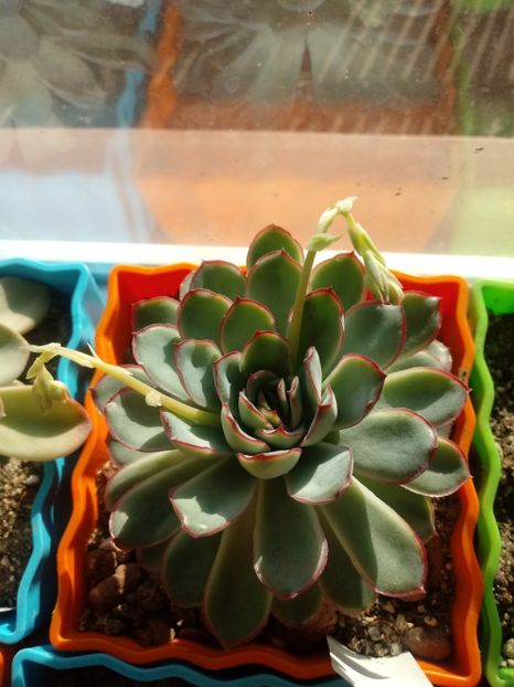  - Echeveria si alte suculente asemanatoare