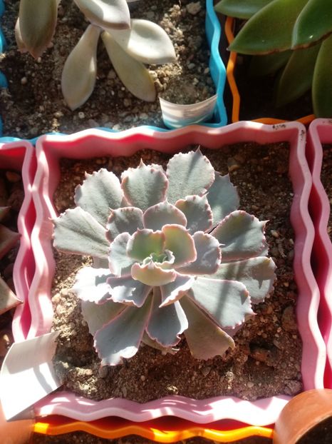  - Echeveria si alte suculente asemanatoare