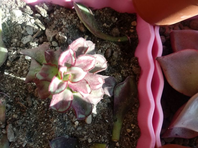  - Echeveria si alte suculente asemanatoare
