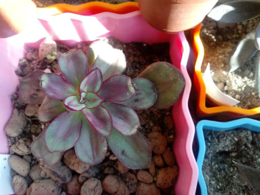  - Echeveria si alte suculente asemanatoare