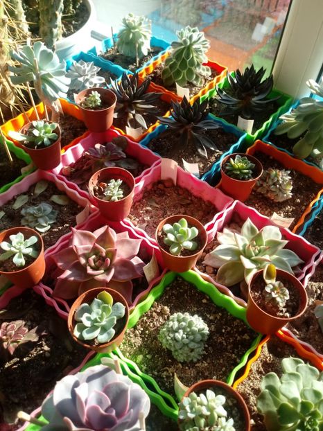  - Echeveria si alte suculente asemanatoare