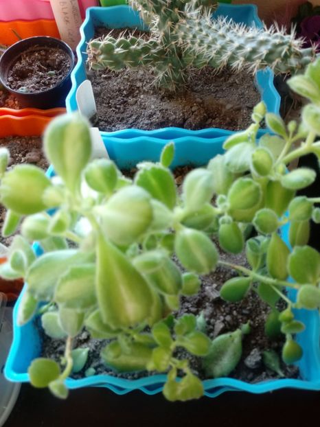  - Echeveria si alte suculente asemanatoare