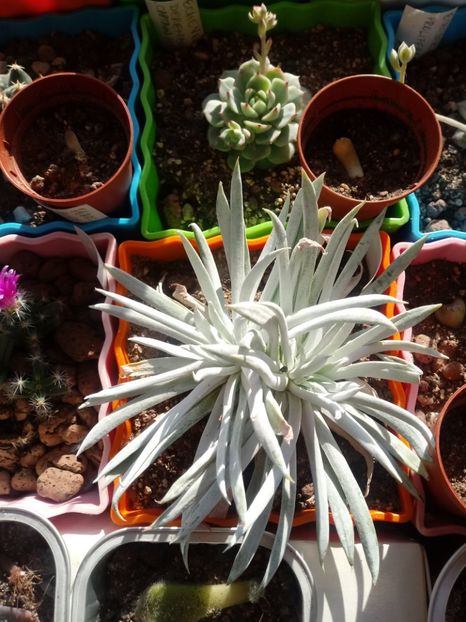  - Echeveria si alte suculente asemanatoare
