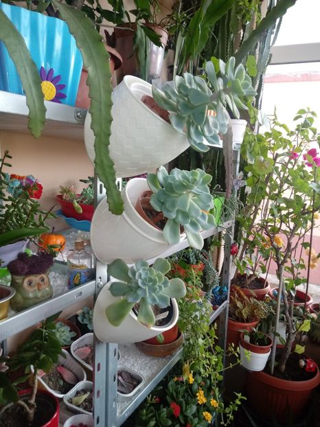  - Echeveria si alte suculente asemanatoare
