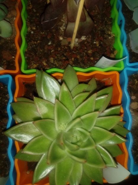 20190303_200559(1) - Echeveria si alte suculente asemanatoare