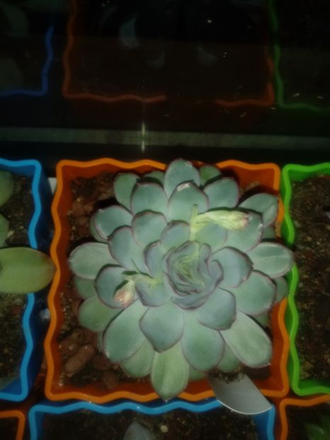  - Echeveria si alte suculente asemanatoare