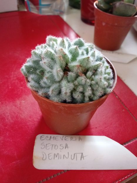  - Echeveria si alte suculente asemanatoare