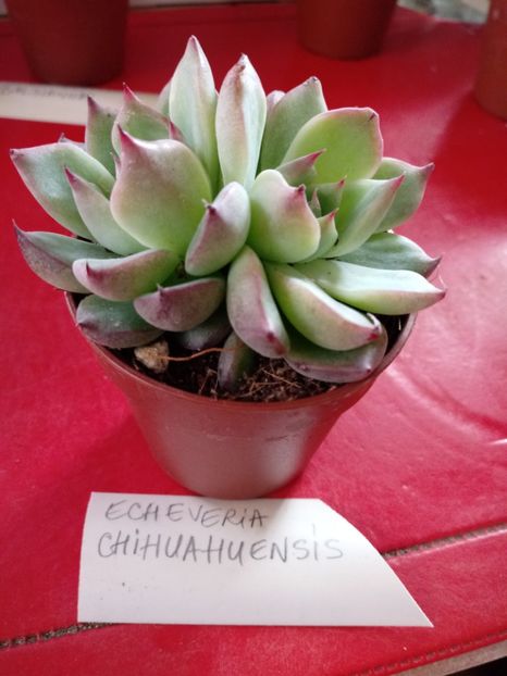  - Echeveria si alte suculente asemanatoare