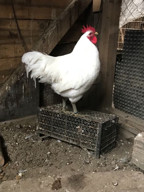 C39F3912-1596-4A32-A45F-FAD082DF0923 - Jersey Gigant 2019