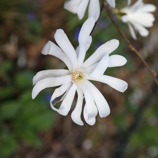 Magnolia stellata 3 - MAGNOLIA STELLATA