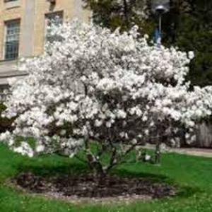 Magnolia I - MAGNOLIA STELLATA