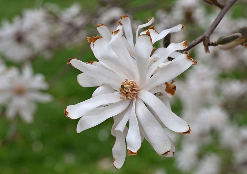 Star_Magnolia_Magnolia_stellata_'Royal_Star'_Flower_Medium_DoF - MAGNOLIA STELLATA