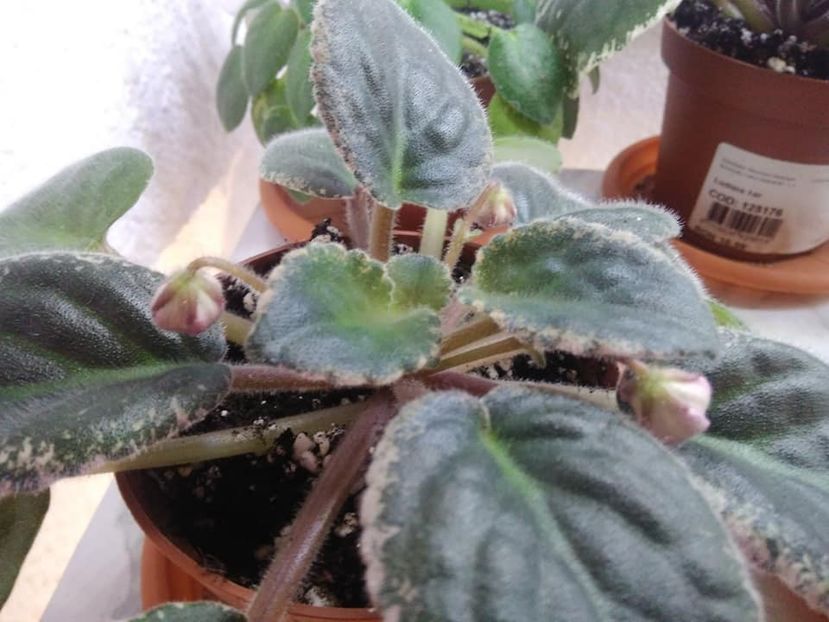  - AAA Ne pregatim de iernat 23 octombrie 2018