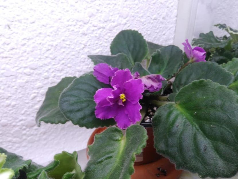  - AAA Ne pregatim de iernat 23 octombrie 2018