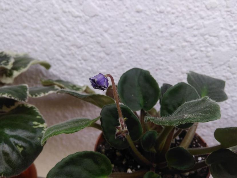  - AAA Ne pregatim de iernat 23 octombrie 2018