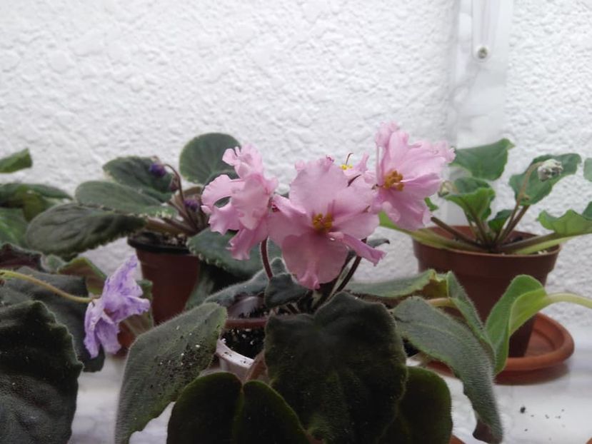  - AAA Ne pregatim de iernat 23 octombrie 2018