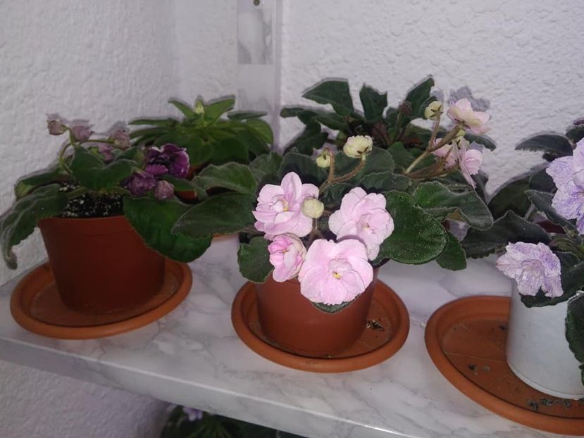  - AAA Ne pregatim de iernat 23 octombrie 2018