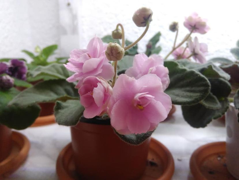  - AAA Ne pregatim de iernat 23 octombrie 2018